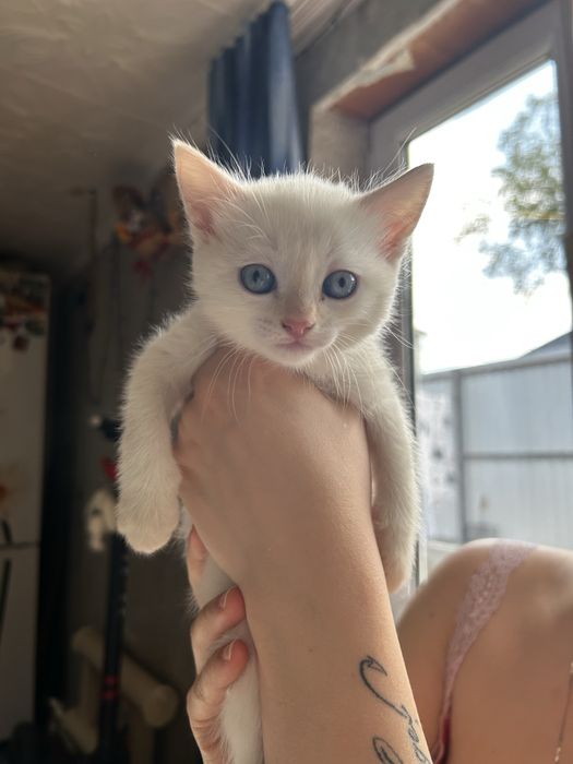 Кошечка  продается