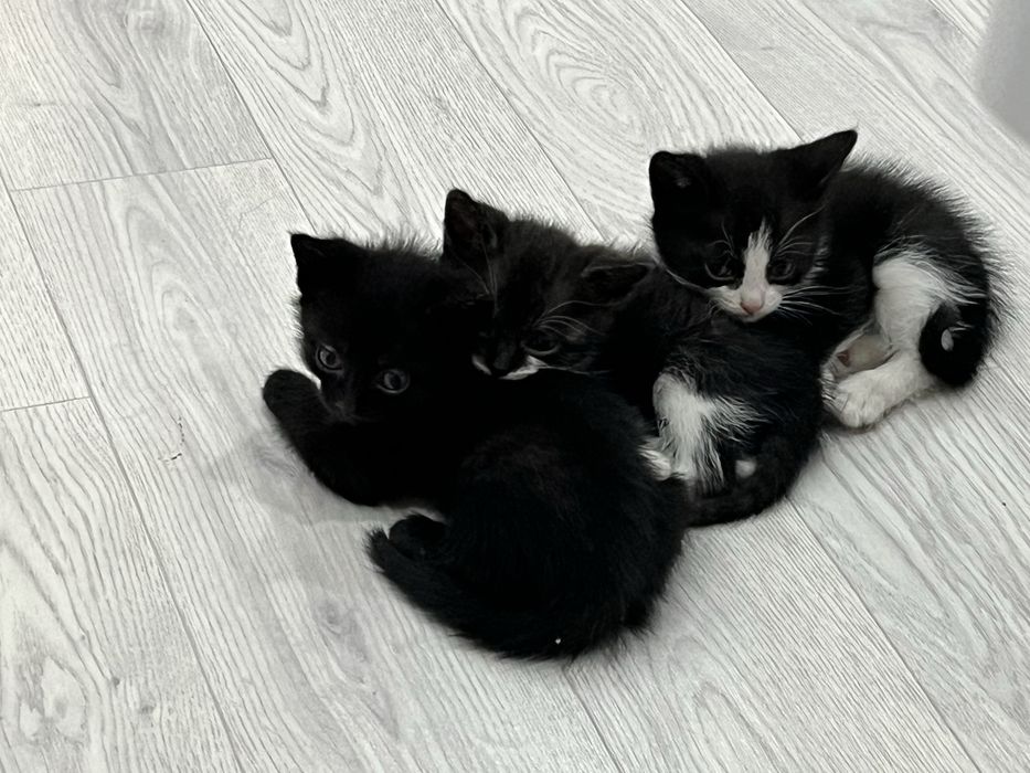 Котята все 3 мальчики,к лотку приученные,кушають всё