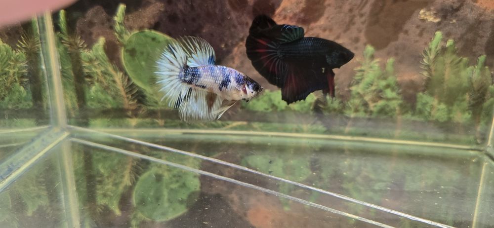 Betta splendens halfmoon si plakat
