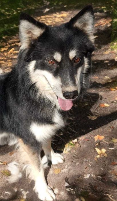 Собака в добрые руки