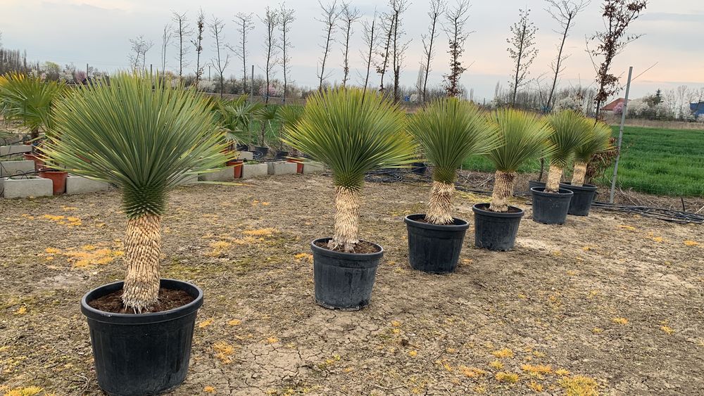 Yucca Rostrata 50cm de trunchi