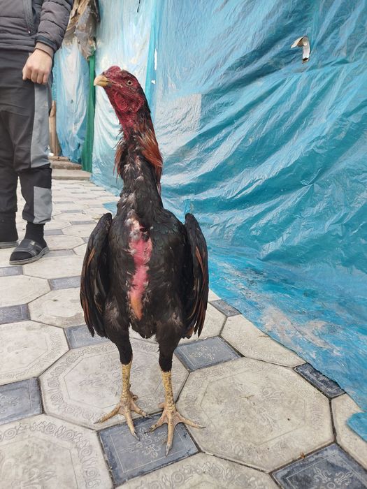 Июль кореец шожеси сатылады