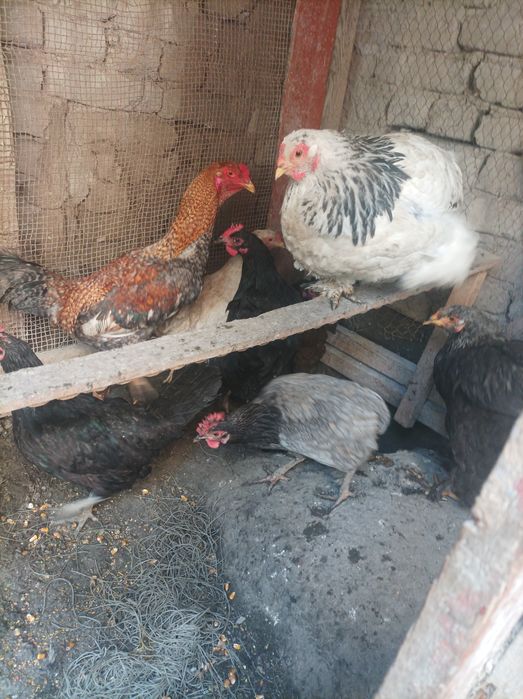 Xo'roz tovuqlar sotiladi xammasi tuxumda