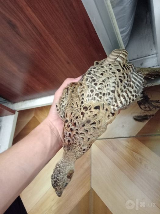 Qirgavul modda toshkenda kelishamiz