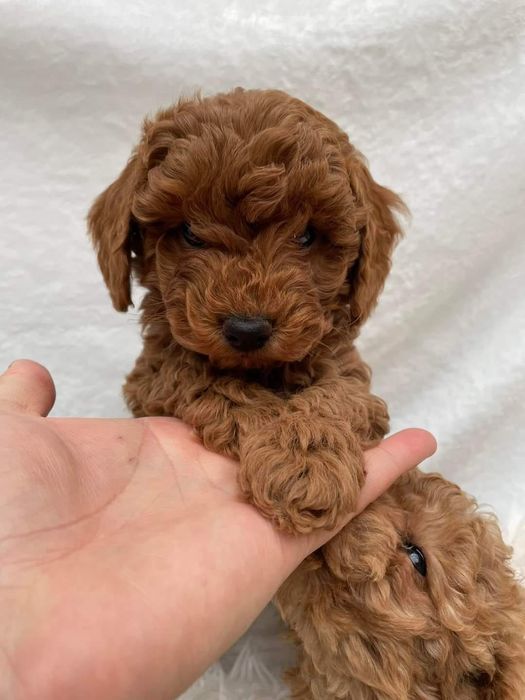 Pui Pudel Caniche red