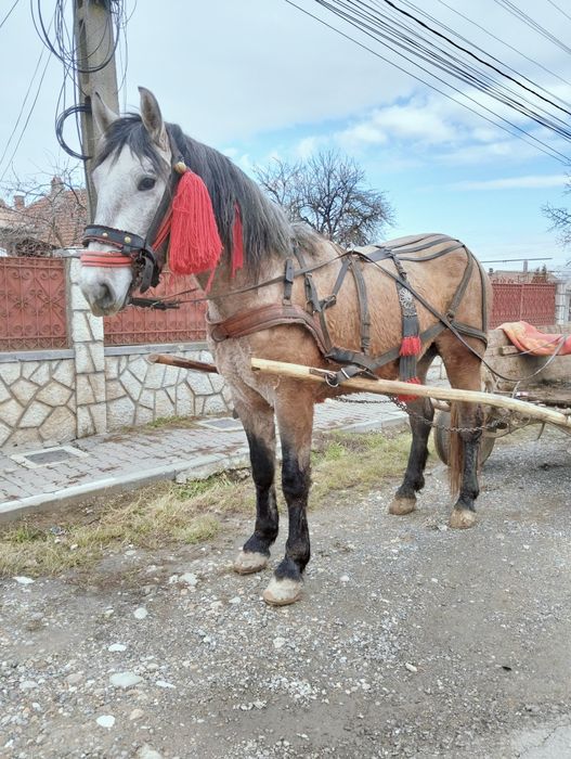 Vând sau schimb mânz de doi ani