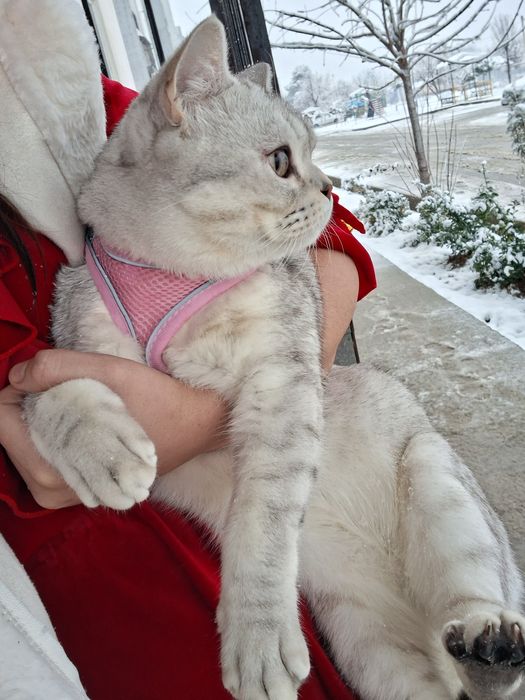 Vyazkaga serebristiy shinshilla toza qon