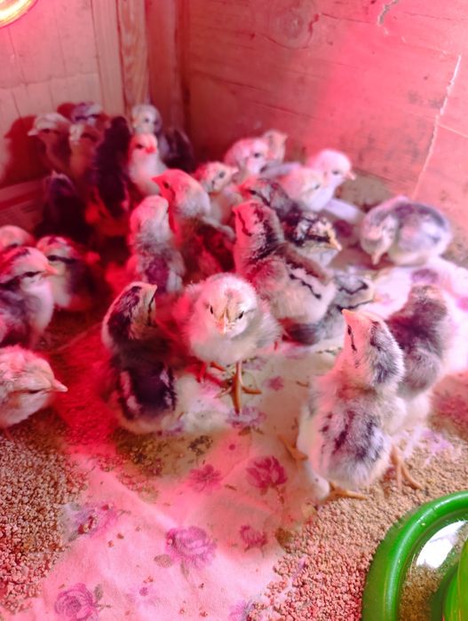 Продам цыплят барковская
