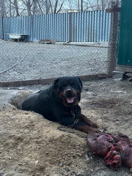 Отдам в добрые руки ротвейлера