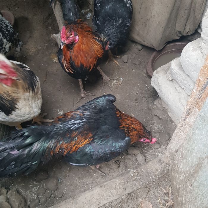 Куланги хурозлар сотилади 500000 мингдан яна келишамиз