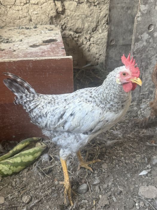 Тауык курицы петух кораз
