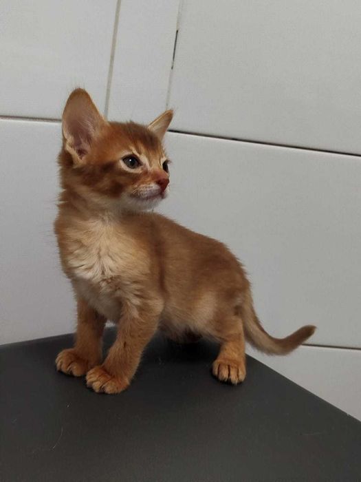 В продаже котята Самалийцы