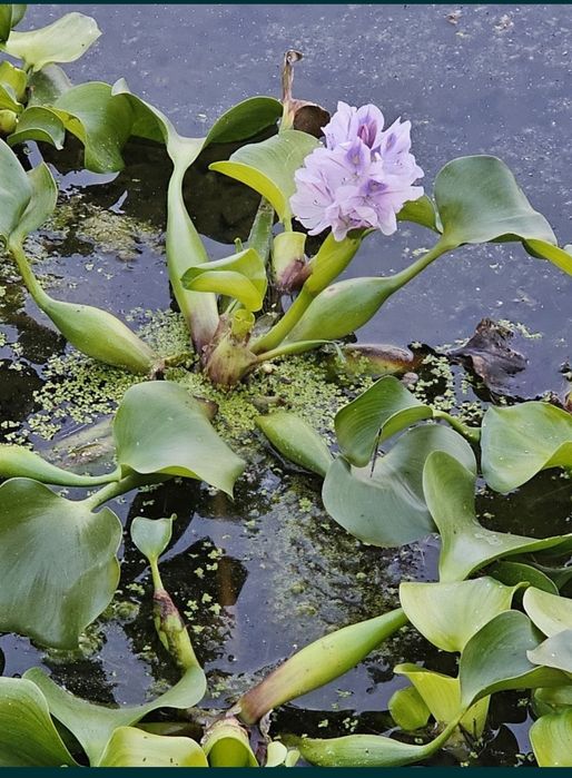 Эйхорния водяной кувшинка гиацинт