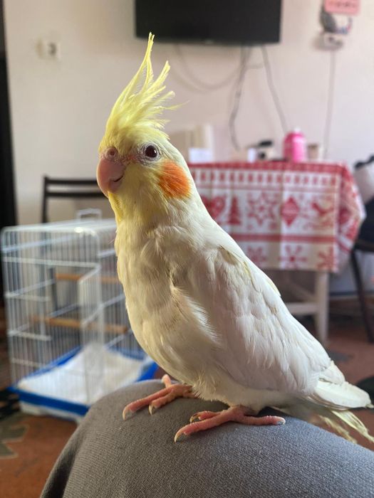 Pereche Papagali Nimfa