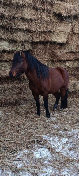 Мұғалжар дөнен сатылады