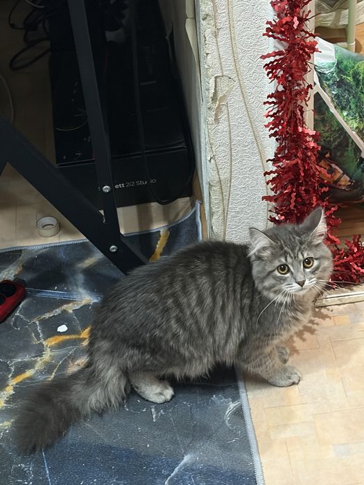 кошка пушистая котенок