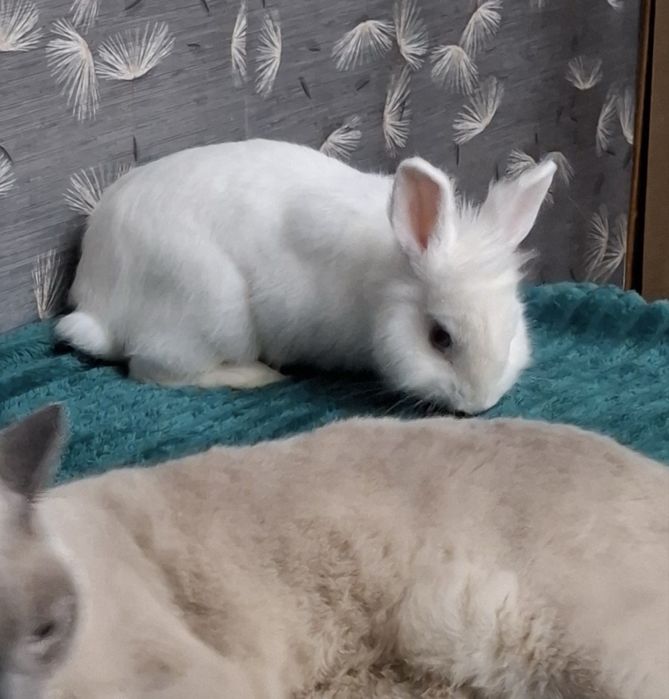 продаётся декоративный кролик