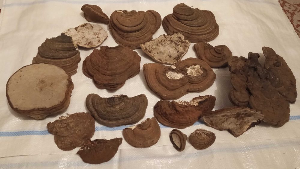 Phellinus Robustus ciuperci terapeutice efect citostactic