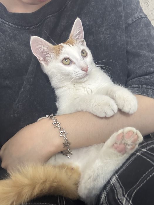 Котенок в добрые руки