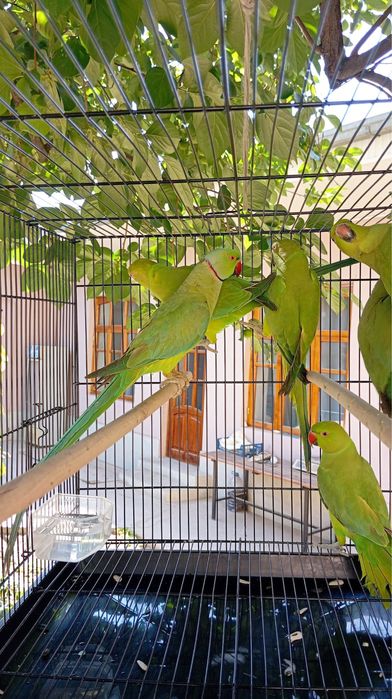 Ожереловый попугай Взрослый пара.