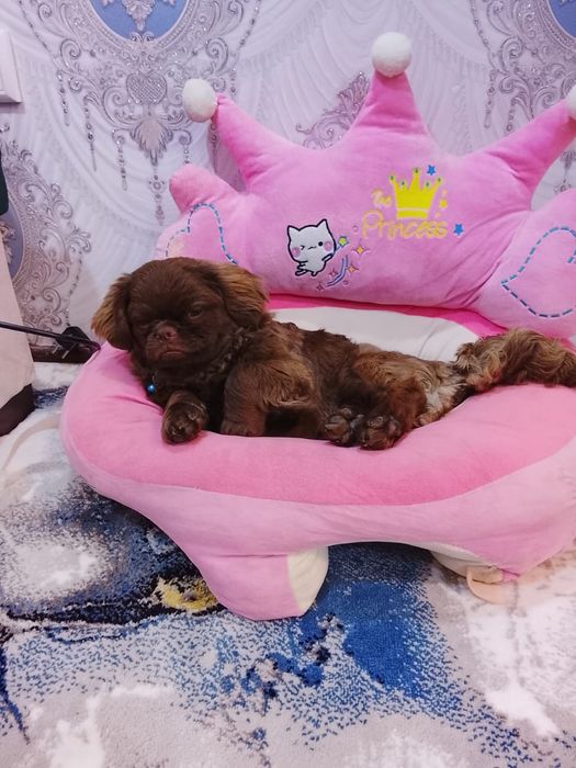 Сабачка пикинес  тони