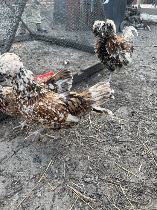 Vand familie de paduane si puisori