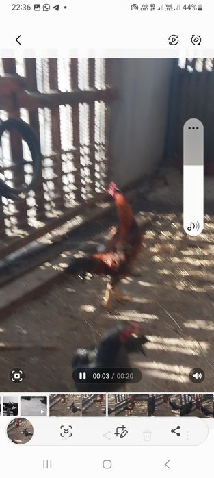 Дакан с даканкой