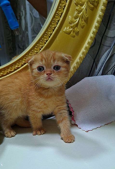 Вислоухая вислоухи(й)(е) котёнок кошк(а)(и) шотландски(е)(й) котёнок ш