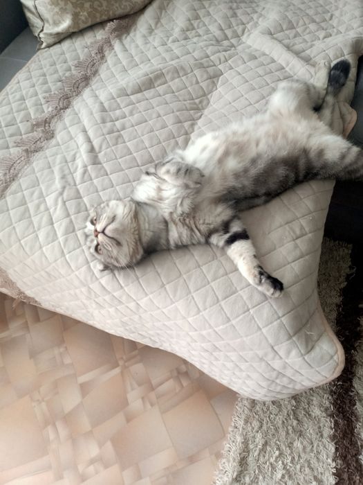 Отдам бесплатно кота