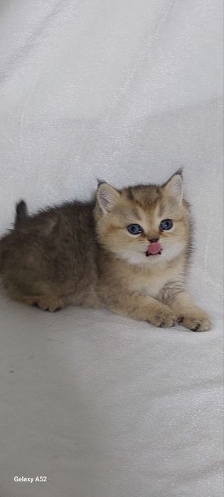 Кошки животные и