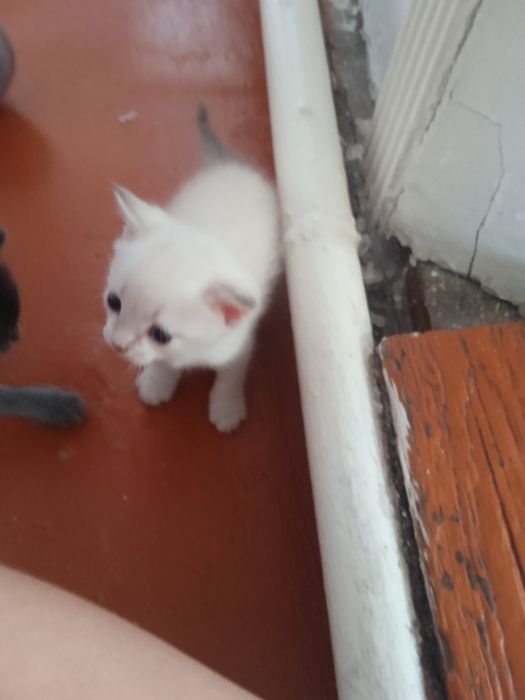 Отдам котят в добрые руки