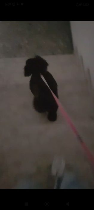 Pet walker/ sitter in slobozia caini&pisici, mesaj in privat!