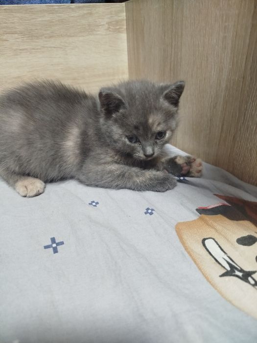 Подарю красивых котят