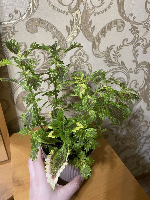 Колеусы разных сортов