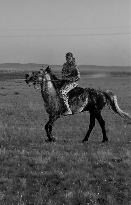 Продаеться жеребец айғыр