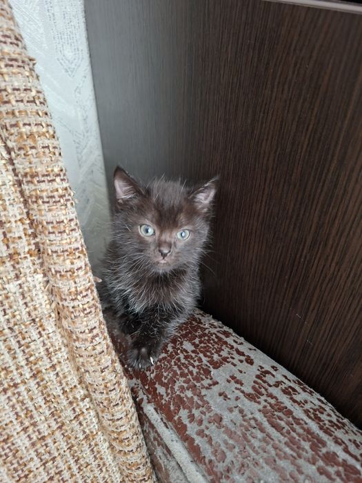 Котята ищут дом!