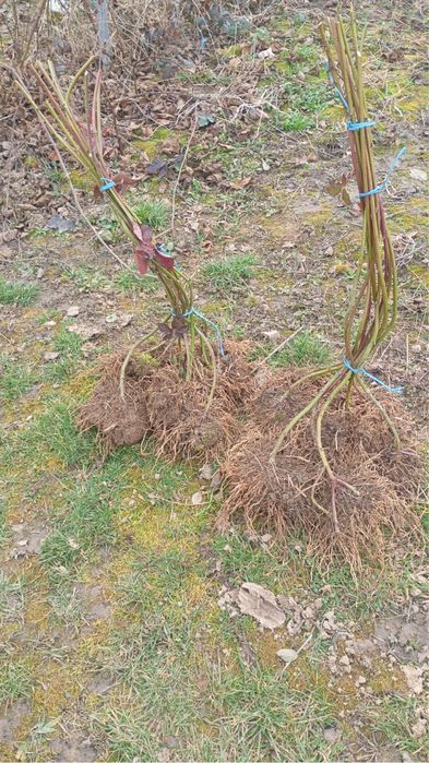 Butași de mur Loch Tay