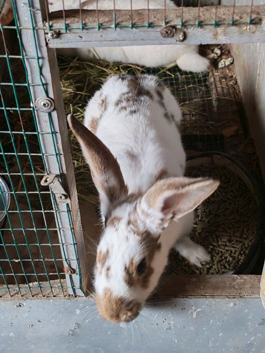 Quyon  sotilad sog'lom  semiz