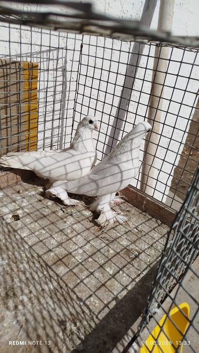 Голуби, по парам