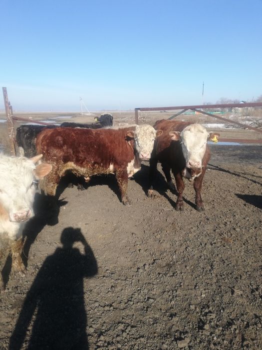 Продам бычков 15 шт