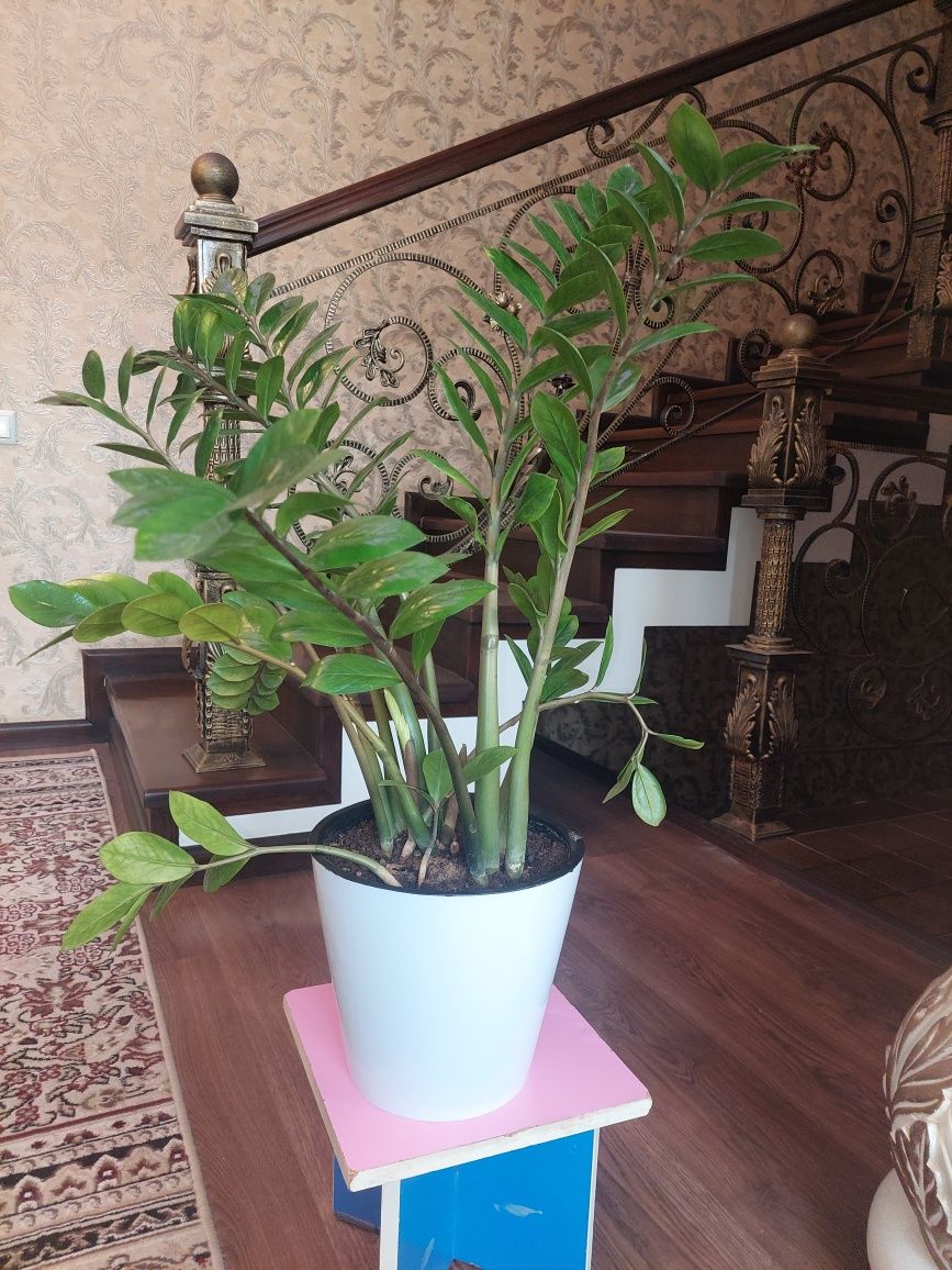 Замиакулкас очень красивая комнатная неприхотливая растения: 250 000 сум -  Комнатные растения Ташкент на Olx