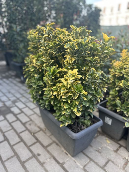 Бересклет Японский сотувда