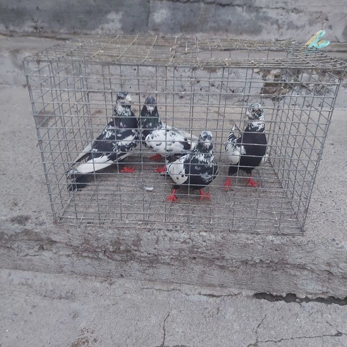 Сочи 2 пара гатовый лет с игрой