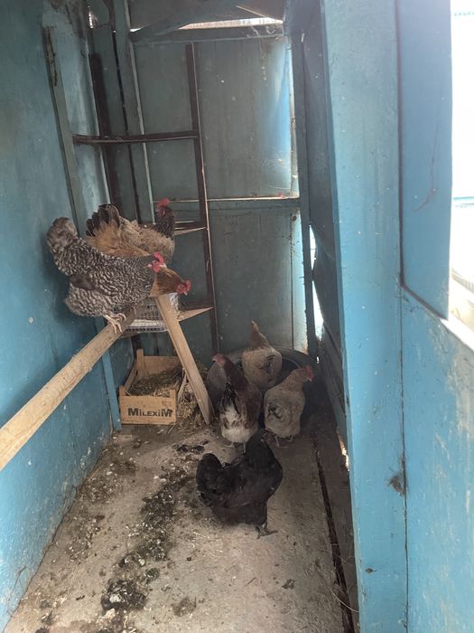 Продам домашних курей