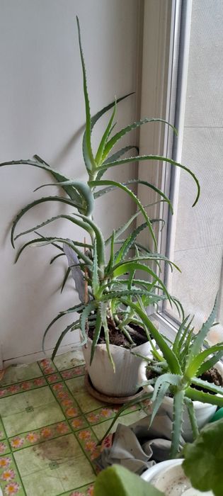 Трёхлетний.Алое.