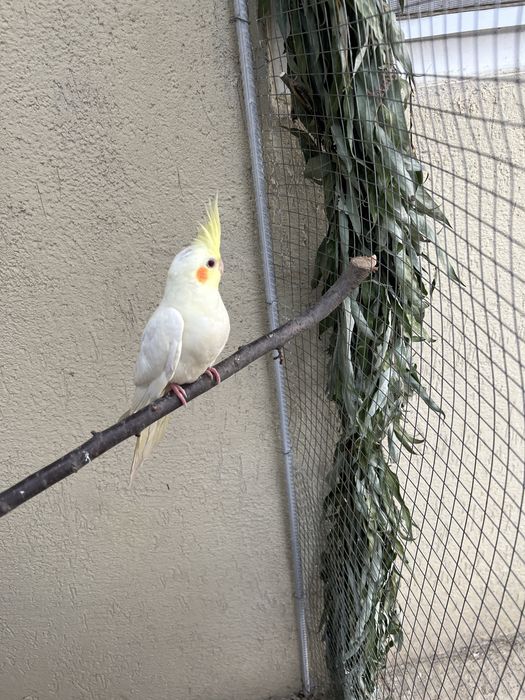 Nimfe perechi si tineret!