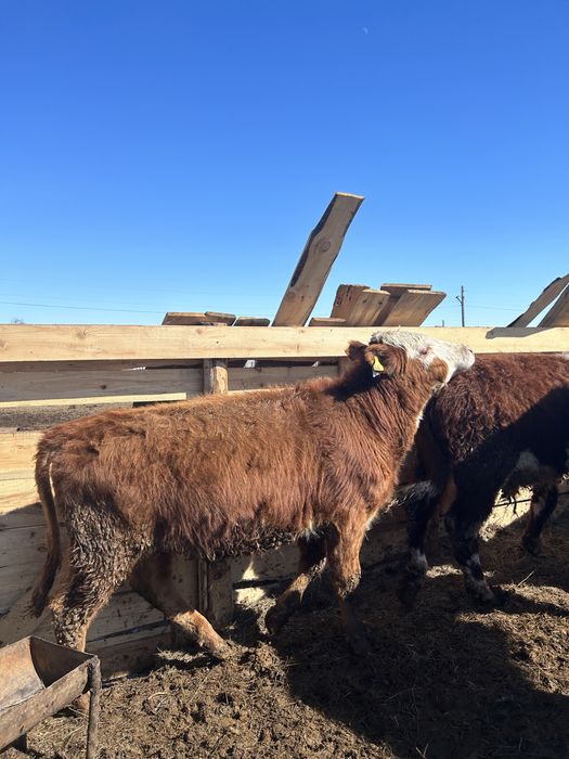 Проодам бычков откорм