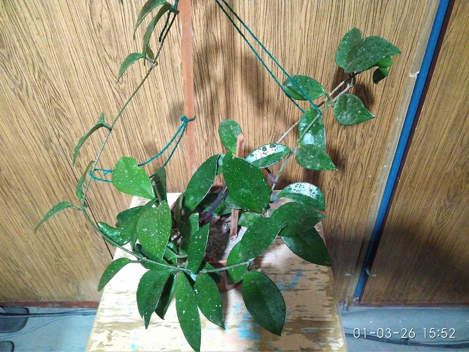 Саккулент Стапелия: Морская звезда, в простонародие "Рогач"