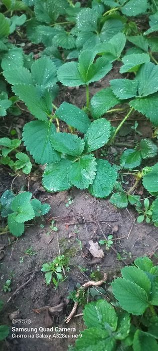 Продам саженцы клубники