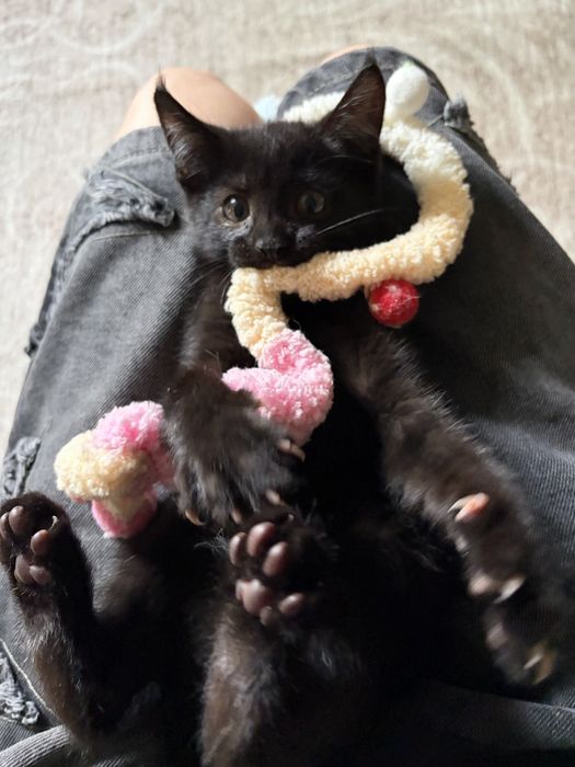 Черный котенок ищет семью
